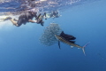   Photographer attempting photograph sailfish he missed shot  